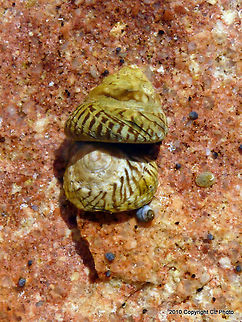 Wavy Top Periwinkle - Austrocochlea concamerata  Australia,Diloma concamerata,Geotagged,Summer