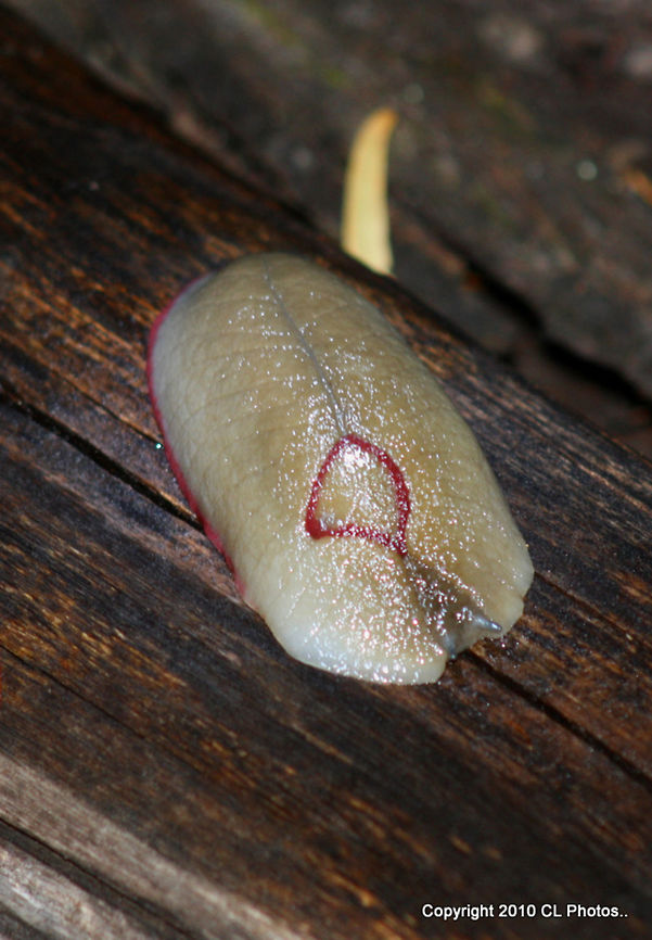 Red Triangle Slug Triboniophorus graeffei  Australia,Geotagged,Red triangle slug,Spring,Triboniophorus graeffei