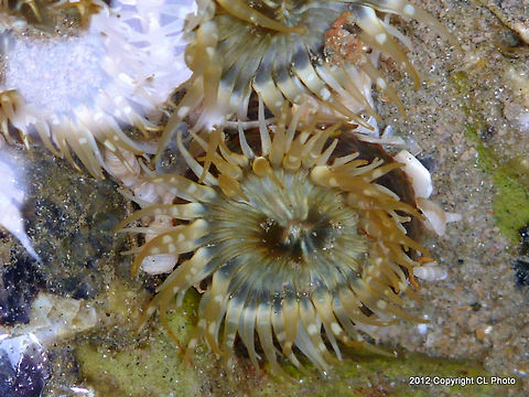 Moonglow Anemone Anthopleura artemisia  Anthopleura artemisia,Australia,Buried Sea Anemone,Fall,Geotagged
