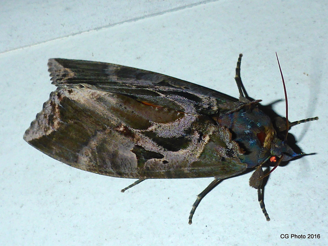 Eudocima phalonia  Australia,Eudocima phalonia,Fall,Geotagged
