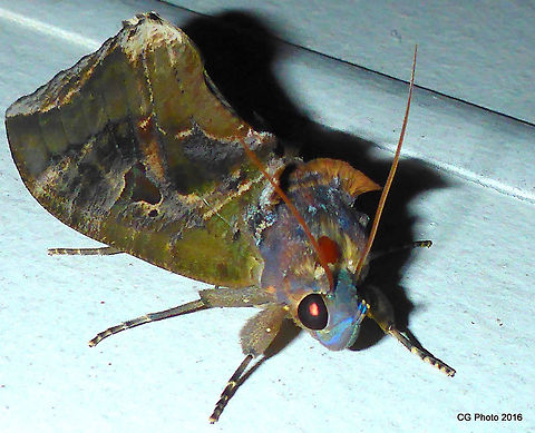 Eudocima phalonia - Fruit Piercing Moth  Australia,Eudocima phalonia,Fall,Geotagged