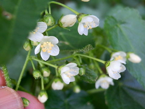 Hemp Bush  (Gynatrix pulchella) A shrub that grows up to 8 feet. It had small five-petaled white flowers on long stalks. Petals were obovate and conspicuous making this a male plant. Leaves were elongated, soft with a toothed margin and arranged alternately on stem.
Usually found in riparian forest, this bush was one of a few planted alongside a creek in a park. Australia,Geotagged,Gynatrix pulchella,Hemp bush,Winter