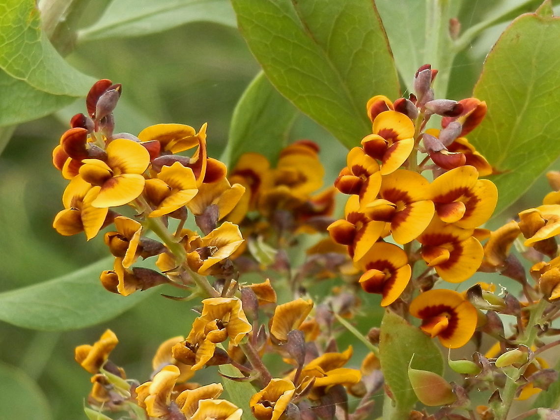 Handsome Flat-pea (Platylobium formosum) An erect plant about 2 mtrs tall with soft green, broad leaves and short racemes of bright orange pea flowers with deep red centres. The pods were interesting in themselves- a pale orange in colour and flat &amp; triangular in shape. Leaves looked like they would be frost-resistant.<br />
A native of Australia, this was spotted in a regenerated tract of land along a suburban road. Australia,Geotagged,Handsome flat-pea,Platylobium formosum,Spring