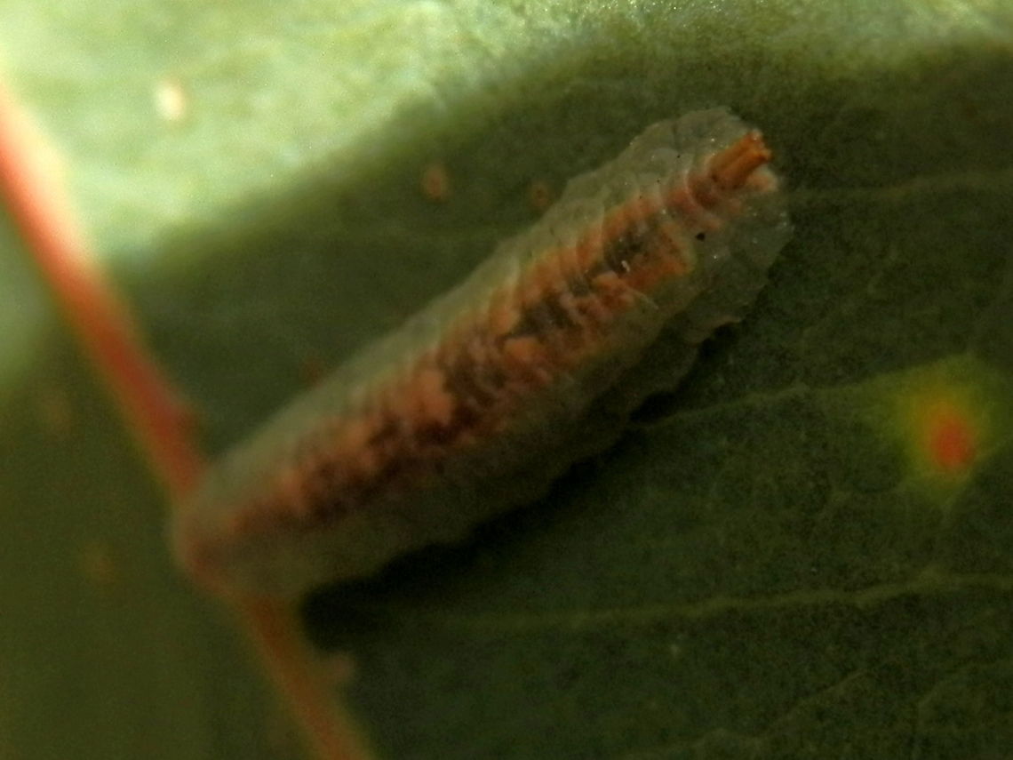 Hoverfly Larva (Syrphidae) A translucent pale green 11 mm larva with the head end appeaing flat and the other extremity showing what looked like short twin tubular structures ( ? posterior respirtory process). The inner parts of the larva appeared like a tube of blotchy brown and cream. The body of the larva was dorso-ventrally flattened with a thinner skirt like scalloped margin.<br />
Spotted on a gum tree in a regenerated tract along an urban road. Australia,Geotagged,Spring