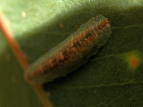 Hoverfly Larva (Syrphidae) A translucent pale green 11 mm larva with the head end appeaing flat and the other extremity showing what looked like short twin tubular structures ( ? posterior respirtory process). The inner parts of the larva appeared like a tube of blotchy brown and cream. The body of the larva was dorso-ventrally flattened with a thinner skirt like scalloped margin.
Spotted on a gum tree in a regenerated tract along an urban road. Australia,Geotagged,Spring