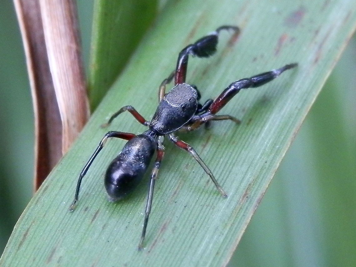 Ant-mimic jumping spider (Ligonipes lacertosus) A long slender-bodied jumping spider about 12 mm long looking very much like an ant. The first pair of legs were long with thick hair fringed tibia.<br />
Spotted on native grass - Gahnia sp. in a nature strip by a suburban road. Australia,Geotagged,Ligonipes lacertosus,Salticidae,Spring,jumping spider