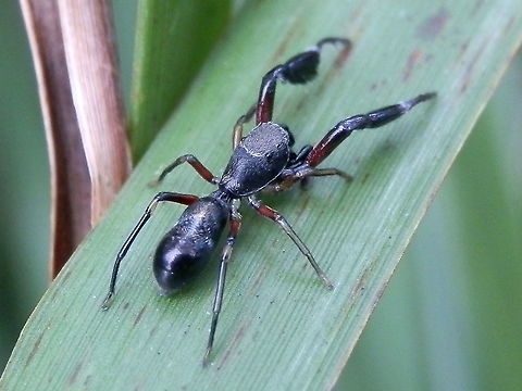 Ant-mimic jumping spider (Ligonipes lacertosus) A long slender-bodied jumping spider about 12 mm long looking very much like an ant. The first pair of legs were long with thick hair fringed tibia.
Spotted on native grass - Gahnia sp. in a nature strip by a suburban road. Australia,Geotagged,Ligonipes lacertosus,Salticidae,Spring,jumping spider