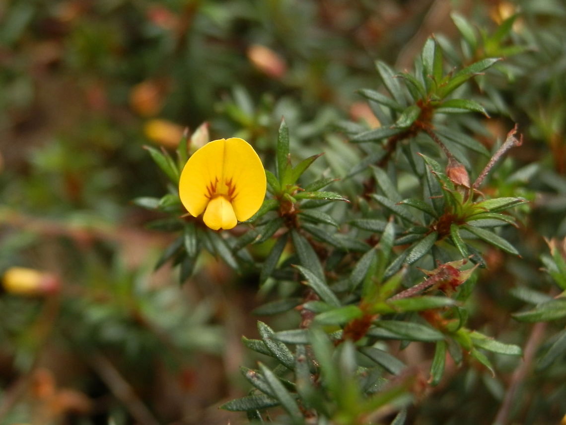 Matted Bush-pea (Pultenaea pedunculata) A prostrate mat-forming shrub with single small pea flowers on slender stalks off secondary branches.The flowers were a bright yellow with red markings on the base of the standard petals. Leaves were narrow with needle tips (acicular) and margins recurved, giving them a tubular appearance. Young leaves were hairy and the more mature ones glossy.<br />
Spotted in a regenerated area beside road- suburban , amongst a variety of native trees Australia,Geotagged,Pultenaea pedunculata,Spring,matted bush-pea