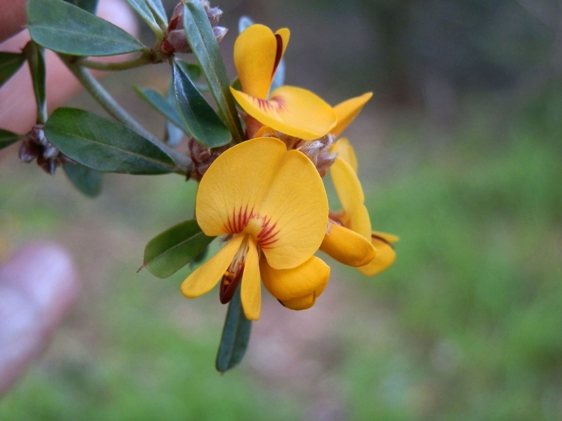 Large-leaf Bush-pea A shrub about 3 metres tall with bright yellow pea flowers with deep red keel petals and red markings radiating from the centre on the standard petals. Glossy leaves were wedge-shaped (cuneate) with a short spine at the tip. The flower buds were covered with brown bracts which drop off when the flower opens.<br />
Spotted along the periphery of a sports oval - local park.  Australia,Geotagged,Pultenaea daphnoides,Winter,bush-pea