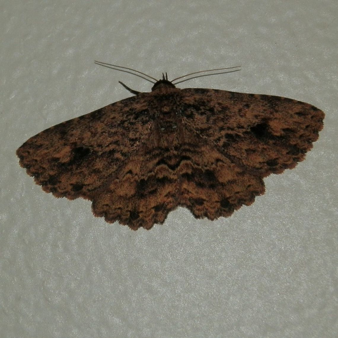 Black Cloud (Artigisa melanephele) A brown moth with a wingspan of about 30mm. Lower margins of both wings showed small scallops. The wings were a caramel brown with wavy black markings. Each wing appeared to have an irregular dark patch.<br />
Spotted in a suburban garden on a warm night. Artigisa melanephele,Family Erebidae,black cloud