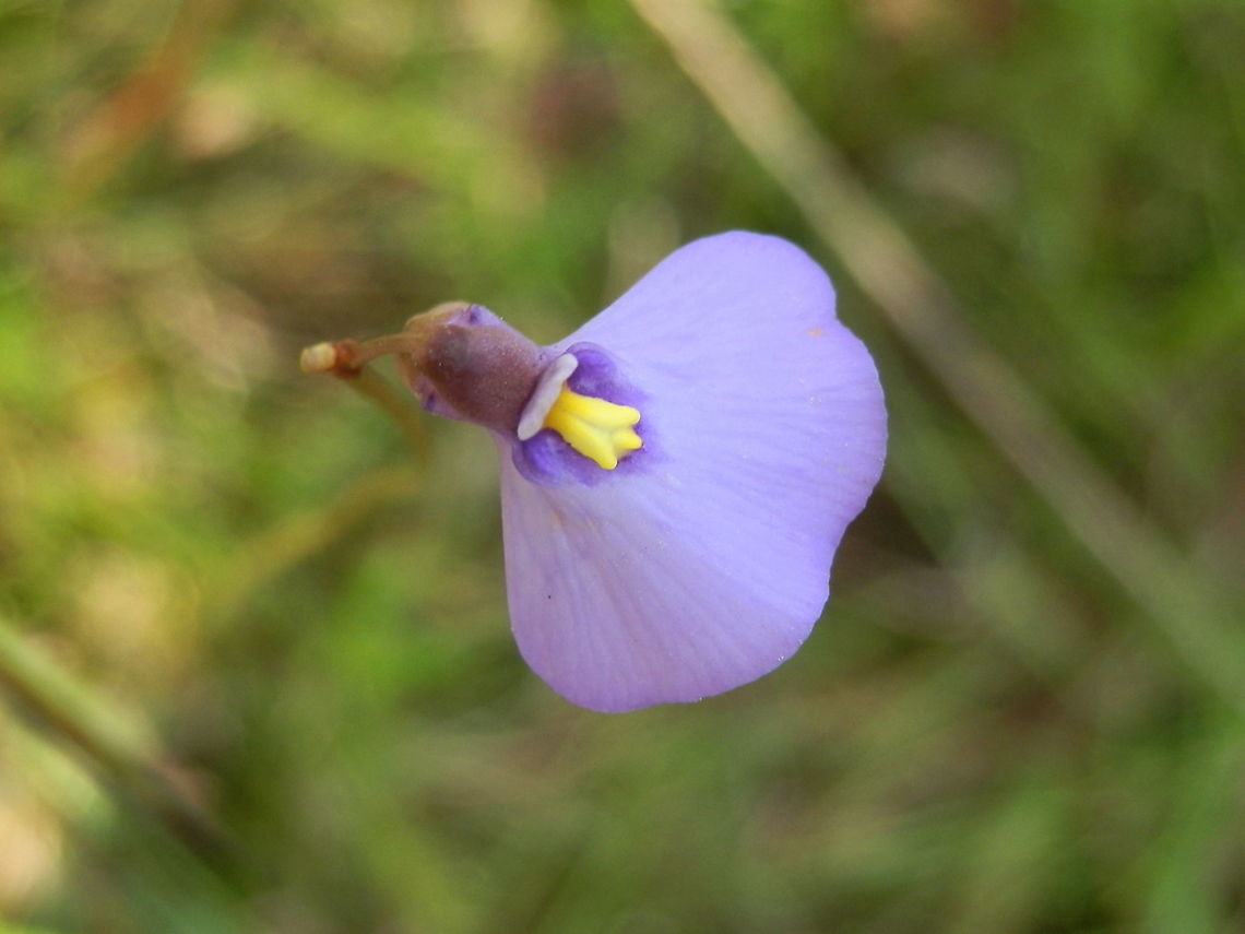 Fairy Apron ( Utricularia dichotoma) This delicate purplish-blue flower about 7 mm wide was borne on slender smooth stalk about 10 cms tall. The petals were labiate and unequal with the larger lower petal forming a wide apron giving it the common name. The leaves were lanceolate but undiscernable in the matted growth of grass and ground cover.<br />
Spotted growing on soft ground at the bottom of a grassy slope which has a tendency to become boggy after rains - national park. Australia,Geotagged,Spring,Utricularia dichotoma,carnivorous plant,terrestrial bladderwort