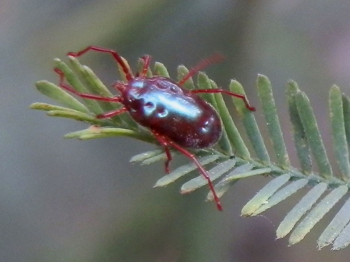 Rainbow mite (Rainbowia sp) A large soft-bodied mite about 10 mm with a bluish maroon body which lacked segmentation. The 4 pairs of long legs had five segments and were red.<br />
Spotted on a silver wattle (Acacia dealbata) in a park Australia,Geotagged,Spring,rainbow mite