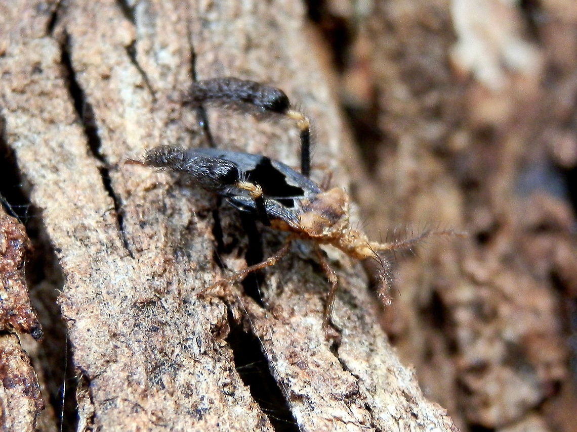 Feather-legged Assassin Bug An assassin bug about 12 mm long with a grey body with black markings. It had a broad yellowish thorax, small head with a pair of 3-segmented bristly antennae. The hind pair of legs were larger than the others and the tibiae were heavily covered with silvery bristles.<br />
The general colouring helped camouflage it against the bark it was on.<br />
Spotted on the bark of a yellow box (Eucalypt) in a suburban garden. It is possibly hunting ants that were in large numbers on the tree. Australia,Geotagged,Ptilocnemis femoralis,Spring,feather-legged assassin bug