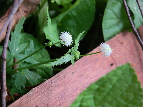Forest Pennywort