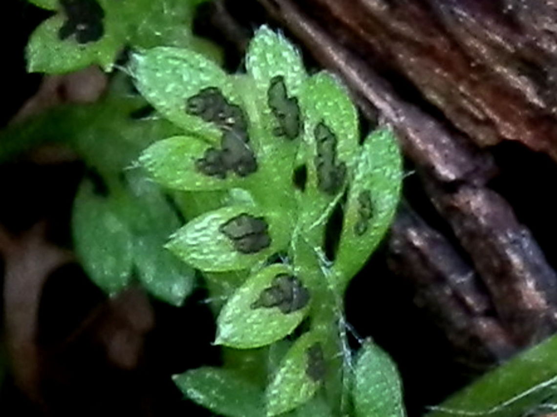 parasitic ascomycetes (Fabraea rhytismoidea) Fruiting bodies of this ascomycete were irregular shallow discs with dark edges and pale fertile inner surface. Individual discs were difficult to discern without magnification-they appear as dark patches on leaves and at first glance look like pigmentation. The photo shows the slightly elevated discs.<br />
Spotted on the leaves of the montane daisy, Leptinella filicula, at the side of a dirt road. The plants were part of a matted ground cover of several plants.Their hairy leaves form a rosette on short stalks with a single flower at the centre.<br />
 Australia,Fabraea rhytismoidea,Geotagged,Summer,parasitic ascomycetes