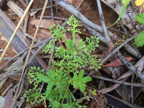 Fabraea rhytismoidea