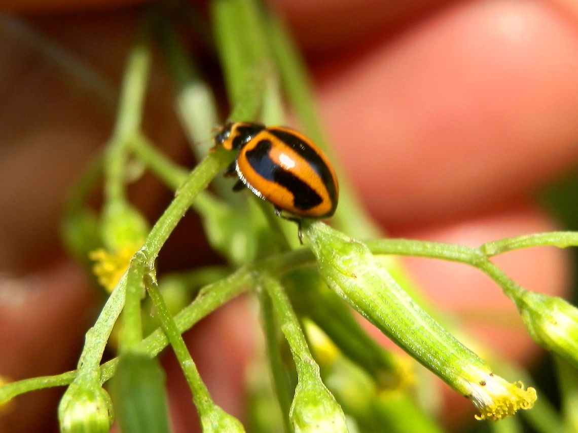 Striped Ladybird (Micraspis frenata) A bright orange 4 mm long ladybird with three black stripes on the elytra. The thorax also had black markings.<br />
Spotted actively running up and down and inspecting flower buds on a plant - Cathedral Ranges State Park. Australia,Geotagged,Micraspis frenata,Striped Ladybird,Summer
