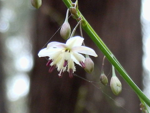 Pale Vanilla-lily (Arthropodium milleflorum) Spotted growing as a lower storey plant on damp clay cut slope beside dirt road - Eildon. Arthropodium milleflorum,Pale vanilla lily