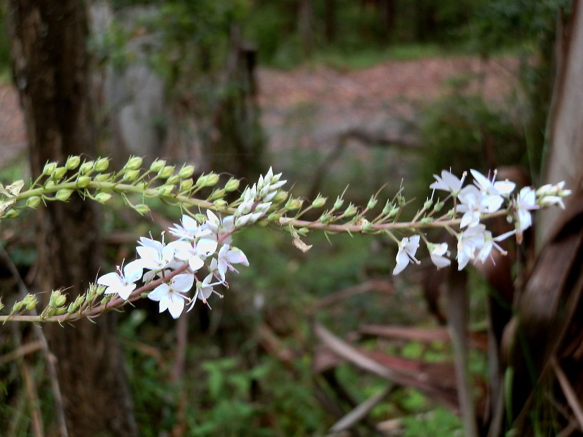 Derwent Speedwell Spotted on the road side in a reserve - Snob's Creek Australia,Geotagged,Summer,Veronica derwentiana,derwent speedwell