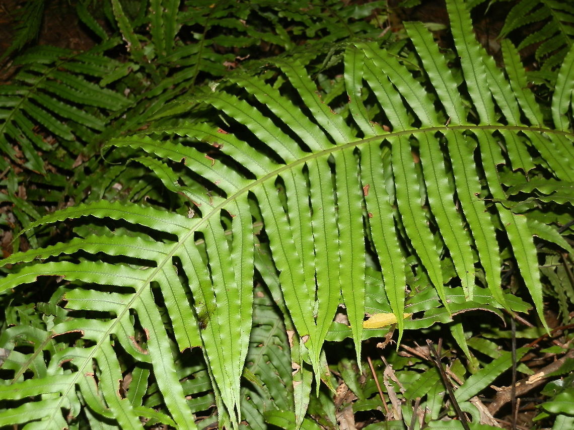 Blechnum cartilagenium A beautiful fern which looks like many others but is quite different in that the blades are lengthy and graceful with each being deeply dissected to the rachis. The pinnae are connected to each other at the base (pic 2) and their margins are wavy.<br />
Spotted growing with umbrella ferns, coral ferns and many others in a damp gully - Sailor&#039;s Bay walking track, NSW Australia,Fall,Geotagged,Gristle fern,Oceaniopteris cartilaginea