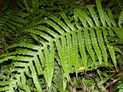 Gristle fern