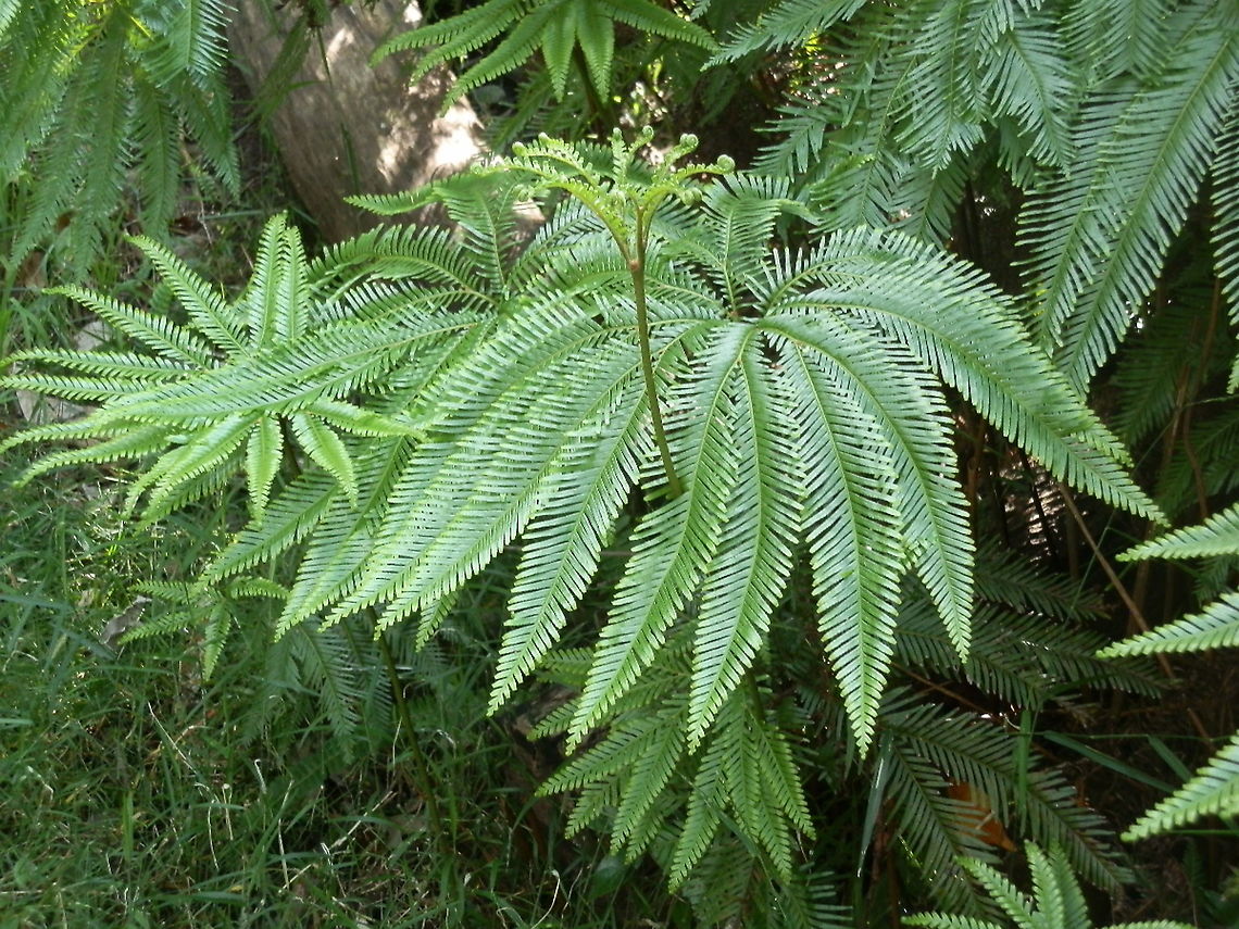 Umbrella Fern (Sticherus cunninghamii) Beautiful fern with umbrella shaped soft fronds about a foot long on erect stems. Australia,Fall,Geotagged,Sticherus cunninghamii,umbrella fern