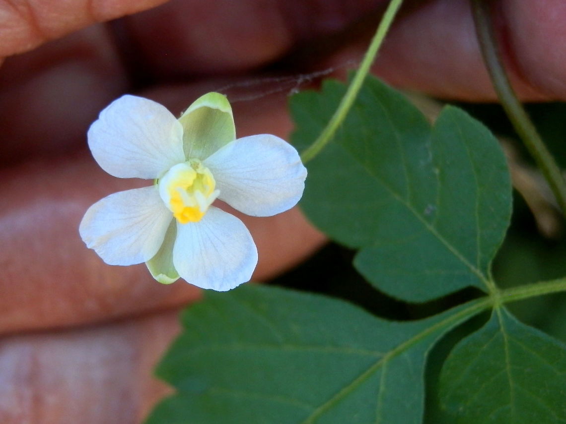 Small Balloon Vine (Cardiospermum halicacabum) Small four-petalled flowers on a delicate vine. The flower appeared to have two curled sepals and prominant stamens.<br />
Leaves were lanceolate to ovate with serrated margins.<br />
Spotted along a track on regenerated land near a lagoon - Narabeen, NSW Australia,Cardiospermum halicacabum,Fall,Geotagged,small balloon vine