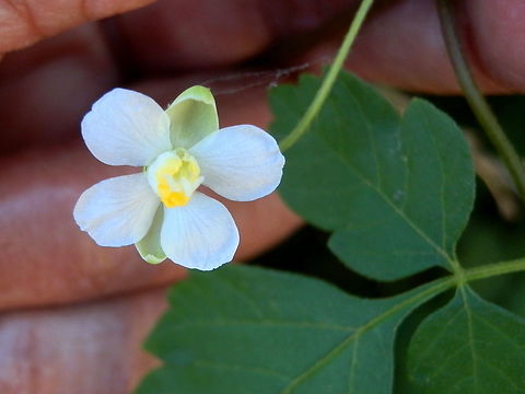 Small Balloon Vine (Cardiospermum halicacabum) Small four-petalled flowers on a delicate vine. The flower appeared to have two curled sepals and prominant stamens.
Leaves were lanceolate to ovate with serrated margins.
Spotted along a track on regenerated land near a lagoon - Narabeen, NSW Australia,Cardiospermum halicacabum,Fall,Geotagged,small balloon vine