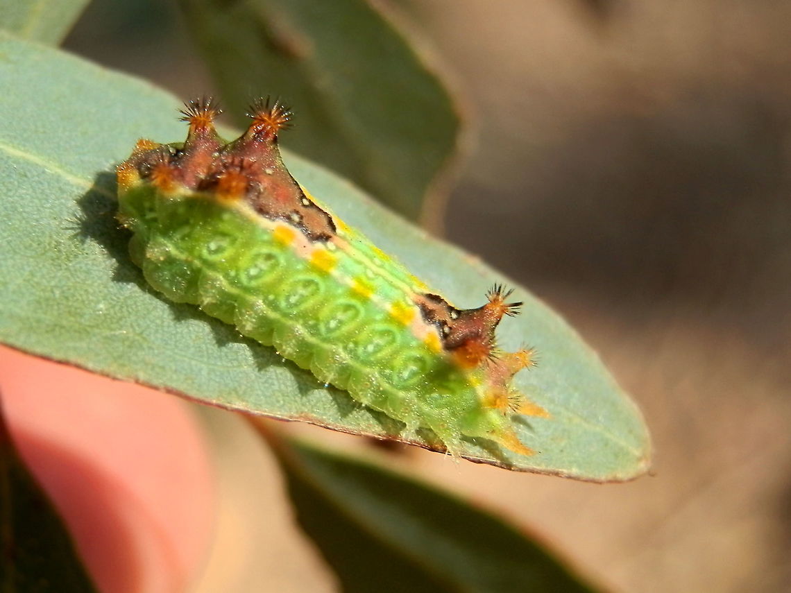 Pale Cup Moth caterpillar ( Doratifera pinguis) A bright green caterpillar about 30 mm long with a flat ventral side which it uses to creep on the leaf surface like a slug. The dorsal side has dark brown shields with evertable orange spikes set on tubercles. The anterior shield is larger than the one at the rear and they are both flat. This is one of the features that distinguishes this caterpillar from other Doratifera.<br />
On either side of the midline and above the lateral spikes is a bright orange line. This is another distinguishing feature.<br />
Spotted on a eucalytpus tree in a rest area on the Hume Hwy - Chowne. Australia,Doratifera pinguis,Fall,Geotagged,pale cup moth caterpillar