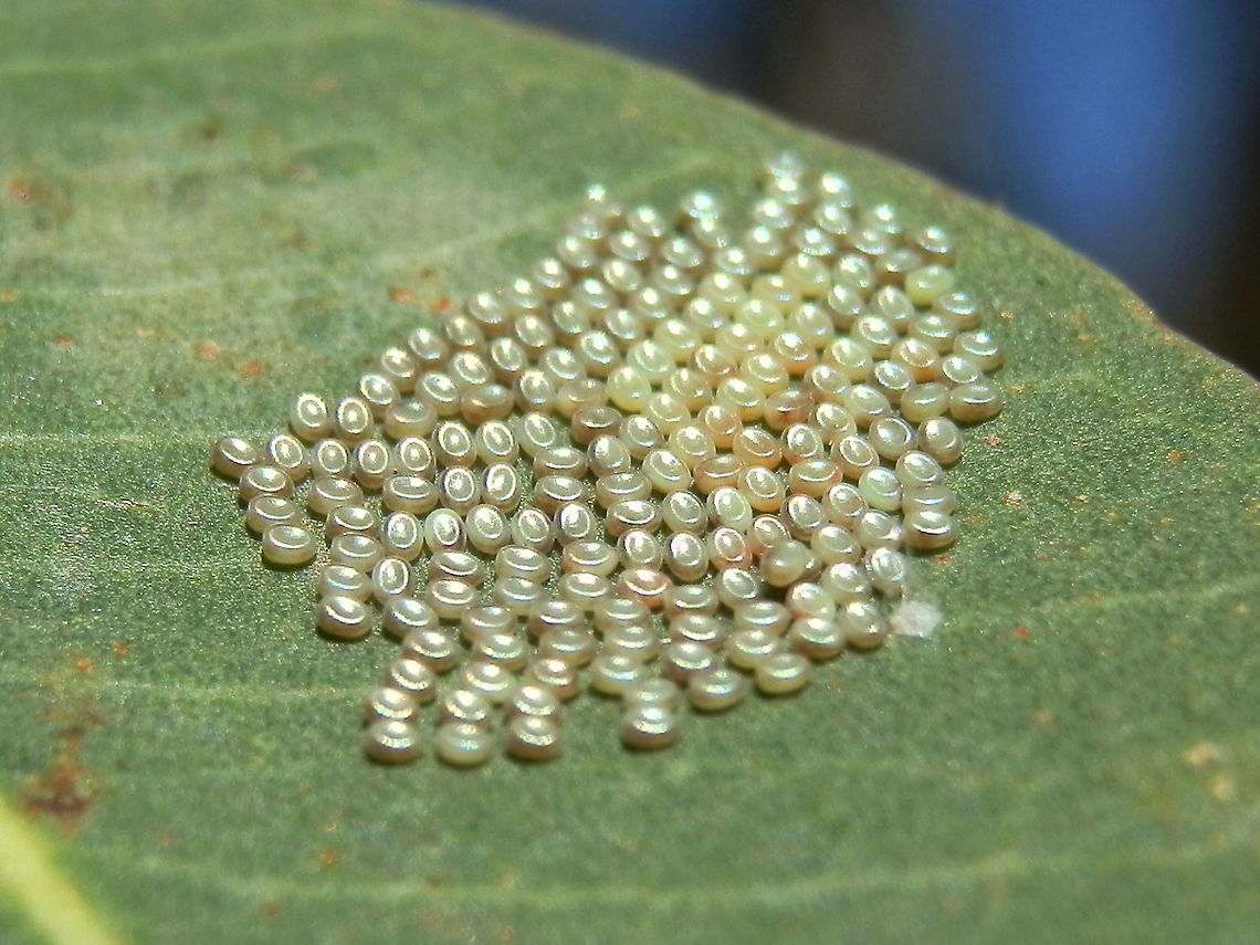 Autumn Gum Moth eggs (Mnesampela privata) Small silvery ovoid eggs with slightly depressed centres arranged in no particular order on the upper surface of leaf.<br />
Spotted on eucalyptus tree growing on the grounds of a tourist park - Gundagai, NSW Australia,Fall,Geotagged,Mnesampela privata,autumn gum moth