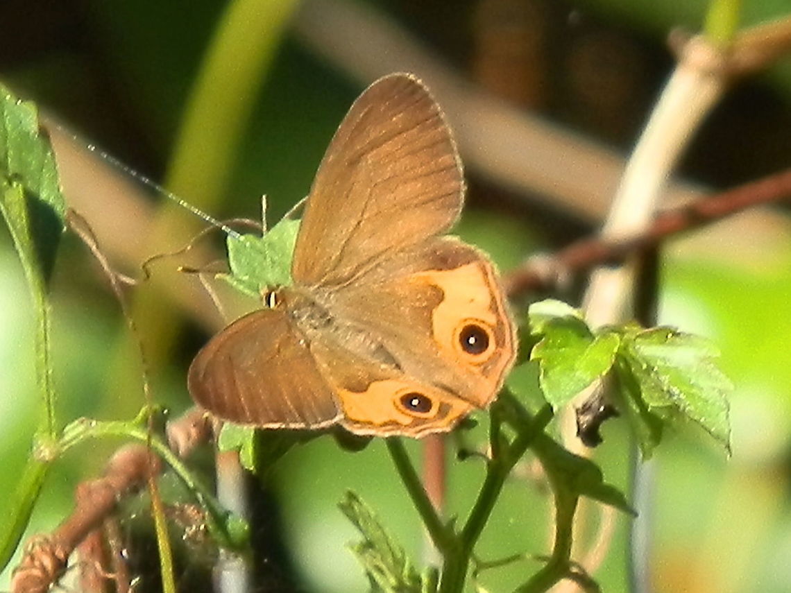 Brown Ringlet (Hypocysta metirius) A brown butterfly with a large bright orange comma shaped pattern on each hind wing. Each hind wing also showed a black eyespot with a thin orange rim and a thin orange line along the trailing margins. <br />
Spottted in regenerated land with casuarina trees and other natives, beside a lagoon - Narabeen Lagoon, NSW. Australia,Common Brown Ringlet,Fall,Geotagged,Hypocysta metirius