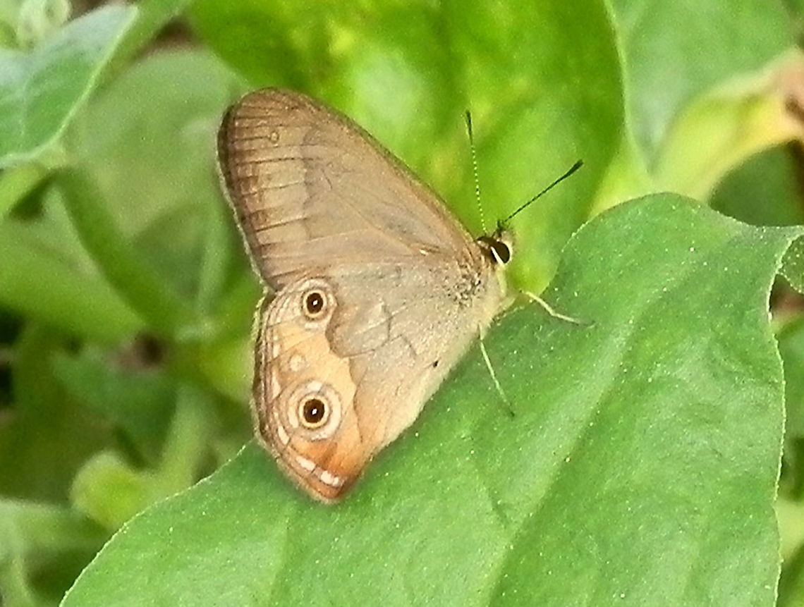Brown Ringlet - underside (Hypocysta metirius) A pale underside of this species showed two eye spots and a thin white line along the trailing margins and a single small pale ring between the eye spots.<br />
 Australia,Common Brown Ringlet,Fall,Geotagged,Hypocysta metirius