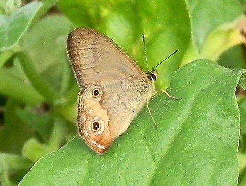 Brown Ringlet - underside (Hypocysta metirius) A pale underside of this species showed two eye spots and a thin white line along the trailing margins and a single small pale ring between the eye spots.
 Australia,Common Brown Ringlet,Fall,Geotagged,Hypocysta metirius