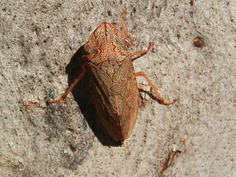 Flat-head Leafhopper -female (Stenocotis depressa) An attractive long-legged 15 mm leafhopper with a broad triangular head and brown eyes. The whole insect was brown with thin scalloped patterns in a darker shade of brown.
Spotted on a smooth trunk of a gum tree at a rest stop along the Hume Highway- Chowne. Australia,Fall,Flathead Leafhopper,Geotagged,Stenocotis depressa