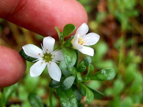Creeping Brookweed These recumbent plants with slightly fleshy obovate leaves and red stems were growing in slushy mudflats. A few flowers were still out. They were five-petalled with well separated stamens.
Spotted on slushy soil - brackish coastal stream - NSW Australia,Fall,Geotagged,Samolus repens,creeping brookweed,sea primrose