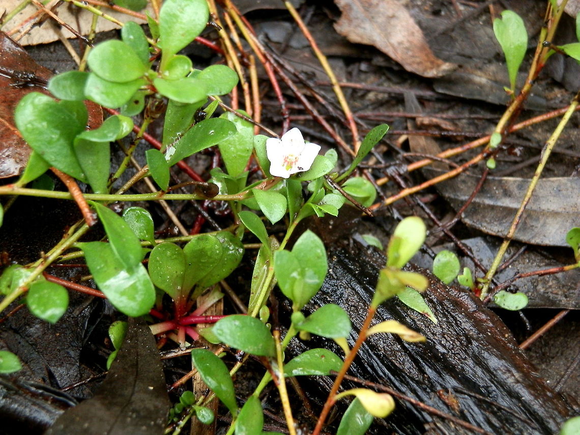 Creeping Brookweed -plant Shows recumbant habit and red stems. Australia,Fall,Geotagged,Samolus repens