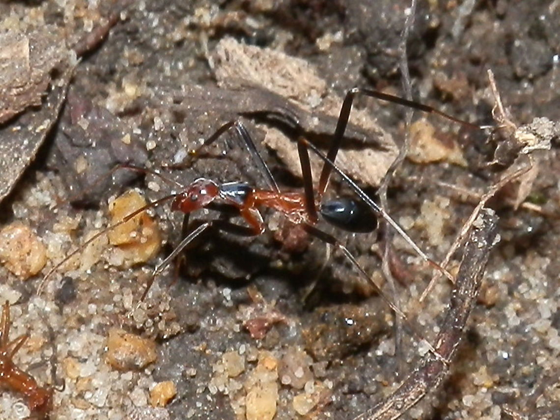 Spider Ant With unusually long legs and antennae, this narrow-bodied ant looked more like a spider. It moved swiflty actoss the ground with its body held high and occasionally with its abdomen held vertically. The thorax, abdomen and legs were black with a bluish shimmer. The rest of the ant was a reddish brown.<br />
Spotted on a forest floor in a damp gully - Sailor&#039;s Bay walking track, NSW. Australia,Fall,Geotagged,Leptomyrmex wiburdi,spider ant