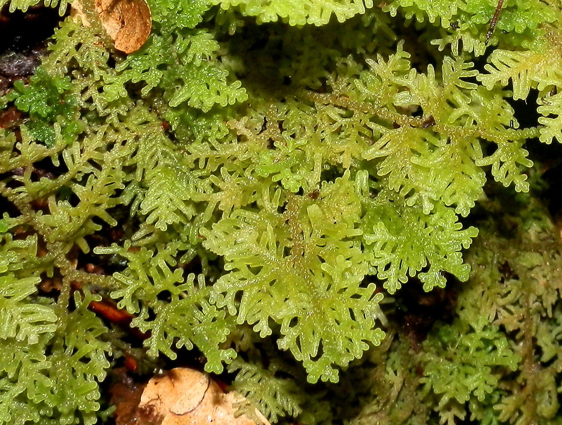 Woolywort (Trichocolea mollissima) Attractive liverwort with stiff horizontal branches and short highly dividing leaves.<br />
Spotted in wet gullies in a temperate rainforest -Tarra-Bulga NP Australia,Geotagged,Summer,Trichocolea mollissima,liverwort,woolywort