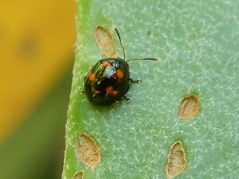 Staghorn Fern Beetle (Halticorcus platycerii) Small shiny black beetles with 4 bright small orange patches on their elytra. Padded feet were white. Black tipped antennae were about half the body length. Clearly visible as small brown patches on the fern fronds were areas of dead tissue where the beetles had been feeding.
Spotted on Staghorn fern in the back yard - suburban bush Australia,Australian flea beetle,Geotagged,Halticorcus platycerii,Spring,Staghorn Fern beetle