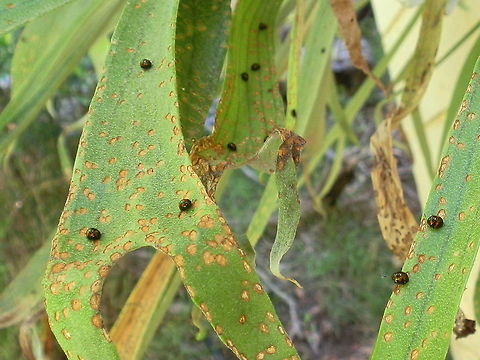 Staghorn Fern Beetle (Halticorcus platycerii) We've had this fern for over 20 years and have never before seen such devastation. These little beetles appeared from nowhere and within 3 weeks decimated the fronds leaving thin brown strips.
They've disappeared and hope they do not return.
We have not noticed any significant factor that would have brought this on.... still researching.
H. patycerii is the only known Chrysomelid to be restricted to ferns (Filicopsida & Pteridophyta). Australia,Australian flea beetle,Geotagged,Halticorcus platycerii,Spring,staghorn fern beetle