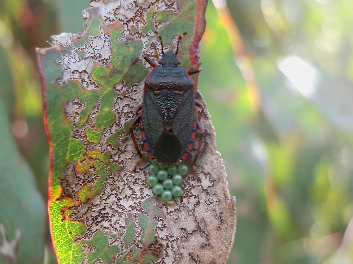 Notius depressus A dark ( almost black) shield bug with bands of deep red on the legs and antennae.The connexivum, which is the dilated lateral margin of the abdomen, looked striking with alternating colours of black and red.<br />
This bug was spotted laying beautiful green pearly eggs.<br />
Spotted on a young eucalyptus tree in a nature reserve - Koolamara Waters. Australia,Geotagged,Notius depressus,Spring,pentatomidae eggs,shield bug