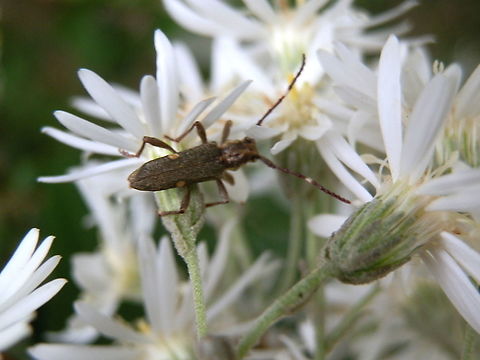 Longicorn Beetle (Pempsemacra pygmaea) A small, about 12 mm long, longicorn with shimmery deep green elytra. Each wing showed a small cream patch along the costal margin. Antennae had a pale band.
Spotted on an Olearia bush in a nature reserve - Cardinia Reservoir Park Australia,Geotagged,Pempsamacra pygmaea,Spring,longicorn beetle