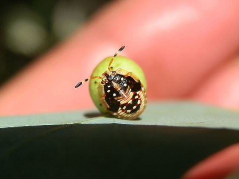 Anischys luteovarius