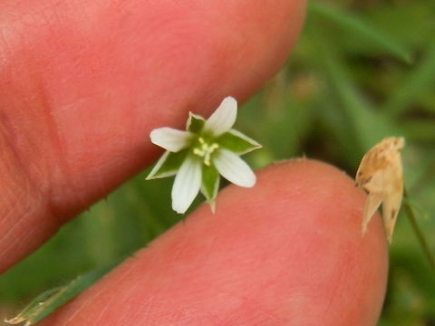Erect Chickweed (Moenchia erecta) Growing close to the ground, this plant had slender erect stems with solitary 4-petalled white flowers. The most attractive feature of the flower were the four green sepals that alternated with the white petals. The sepals were a third longer than the petals and had colourless membranous margins (scarius).
The plant had basal branches and few leaves were seen at nodes.
Growing on moist soil by a track in a nature reserve - Cardinia Reservoir Park Australia,Geotagged,Moenchia erecta,Spring,Upright Chickweed