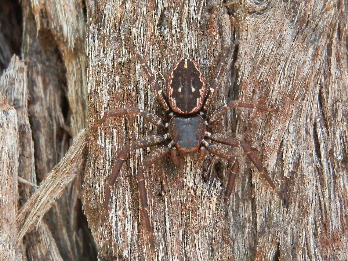 Rural crab spider  Australia,Geotagged,Rural Crab Spider,Spring,Tharpyna campestrata