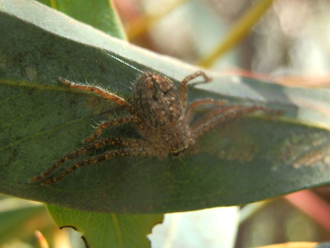 Southern Grey Huntsman This hairy female huntsman would have had a span of 20 mm. She was positioned beside her silky web and didn&#039;t move far when photographed. Her body was covered with stiff short hairs and had a scattering of brown black and white spots. The dorsal side of her adomen had an upside down leaf-shaped pattern with dark brown margins. Looks similar to I.victorialis but seems smaller with slightly different patterns on body. <br />
I am hoping the species ID is correct and will amend if I hear otherwise. Although this species is more prevalent in arid areas, it hasbeen spotted far south. Australia,Geotagged,Isopedella cerussata,Southern Grey Huntsman,Spring,southern grey huntsman,sparassidae