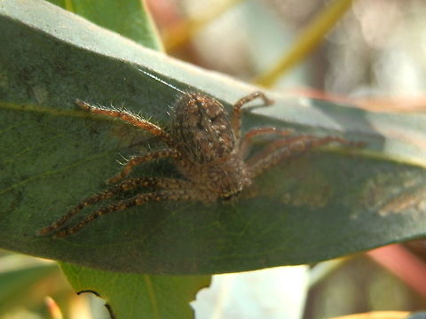 Southern Grey Huntsman This hairy female huntsman would have had a span of 20 mm. She was positioned beside her silky web and didn't move far when photographed. Her body was covered with stiff short hairs and had a scattering of brown black and white spots. The dorsal side of her adomen had an upside down leaf-shaped pattern with dark brown margins. Looks similar to I.victorialis but seems smaller with slightly different patterns on body. 
I am hoping the species ID is correct and will amend if I hear otherwise. Although this species is more prevalent in arid areas, it hasbeen spotted far south. Australia,Geotagged,Isopedella cerussata,Southern Grey Huntsman,Spring,southern grey huntsman,sparassidae