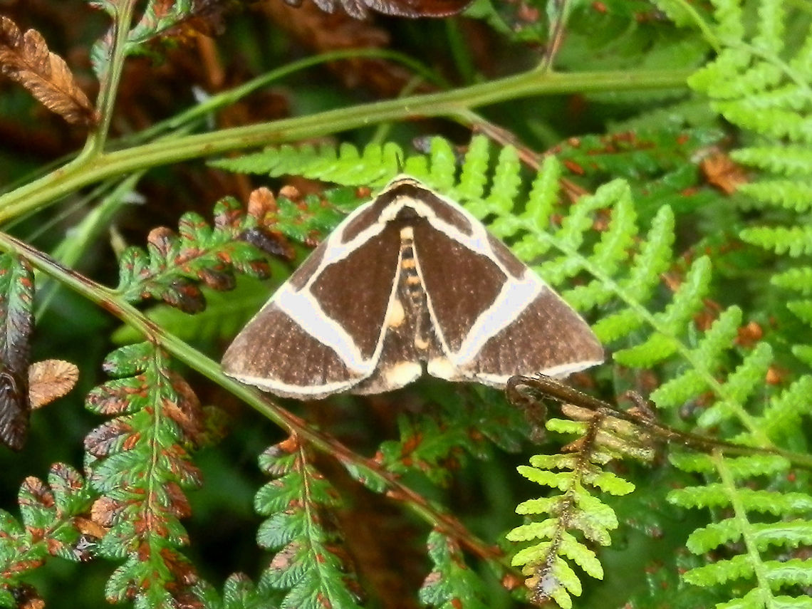 Rainforest vine moth (Fodina ostorius) With a wingspan of 50 mm, this dark attractive moth was a delight to see in flight. It had a "Y" shaped marking on each side stretching from the head to a broad diagonal white band on each hind wing.<br />
The hind wings were also dark with a yellow spot on each wing. The abdomen had bright yellow bands.<br />
Spotted flying around the forest floor in a conservation reserve. Australia,Calpinae,Fodina ostorius,Geotagged,Summer,erebidae,rainforest vine moth