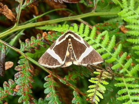 Rainforest vine moth (Fodina ostorius) With a wingspan of 50 mm, this dark attractive moth was a delight to see in flight. It had a "Y" shaped marking on each side stretching from the head to a broad diagonal white band on each hind wing.
The hind wings were also dark with a yellow spot on each wing. The abdomen had bright yellow bands.
Spotted flying around the forest floor in a conservation reserve. Australia,Calpinae,Fodina ostorius,Geotagged,Summer,erebidae,rainforest vine moth