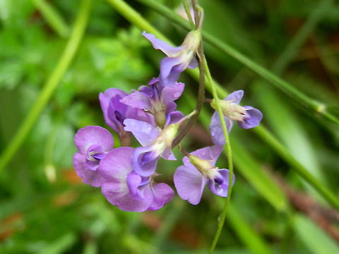 Twining glycine A delicate vine twirling its way around other plant stems. It has beautiful purple pea flowers with a standard, keel and wing petals. Leaves are alternate and 3-foliolate with the middle leaflet longer than the other two.
The flowers made it easy to spot this plant twining itself on shrubs and other vines in a nature conservation reserve - Cabbage Palm NCR, Marlo Australia,Fabaceae,Geotagged,Glycine clandestina,Summer,twining glycine